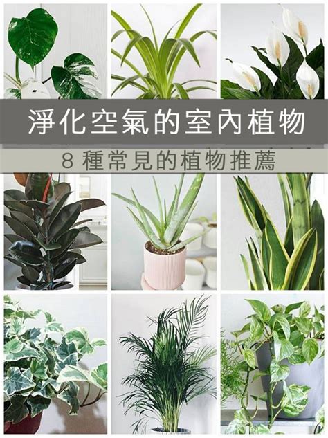 25劃的字 淨化空氣招財室內植物